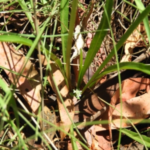 Microseris lanceolata at Tennent, ACT - 9 Jan 2019 12:29 PM