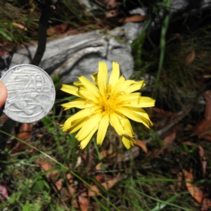 Microseris lanceolata at Tennent, ACT - 9 Jan 2019 12:29 PM