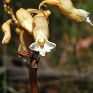 Gastrodia procera at Tennent, ACT - suppressed