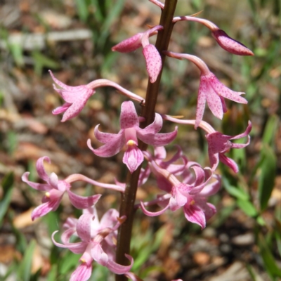 Dipodium roseum (Rosy Hyacinth Orchid) at Tennent, ACT - 9 Jan 2019 by MatthewFrawley