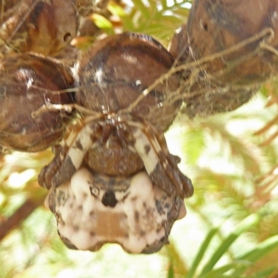 Celaenia excavata (Bird-dropping spider) at Molonglo Valley, ACT - 17 Apr 2011 by galah681