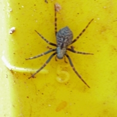 Badumna sp. (genus) (Lattice-web spider) at Isaacs, ACT - 30 Aug 2010 by galah681