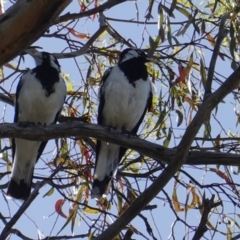 Grallina cyanoleuca (Magpie-lark) at Hughes, ACT - 15 Jan 2019 by JackyF