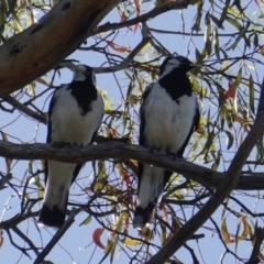 Grallina cyanoleuca at Hughes, ACT - 15 Jan 2019 09:35 AM