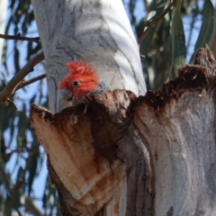 Callocephalon fimbriatum (Gang-gang Cockatoo) at Hughes, ACT - 14 Jan 2019 by JackyF