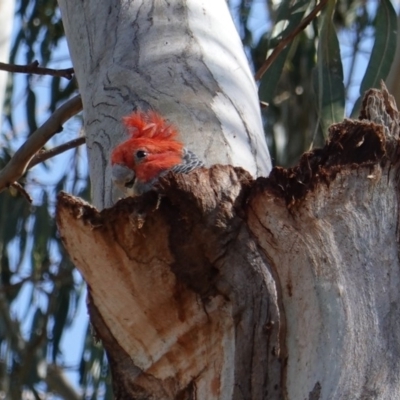 Callocephalon fimbriatum (Gang-gang Cockatoo) at Hughes, ACT - 14 Jan 2019 by JackyF