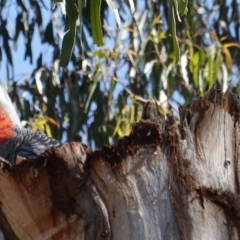 Callocephalon fimbriatum at Hughes, ACT - suppressed