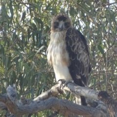 Hieraaetus morphnoides (Little Eagle) by roymcd