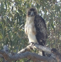 Hieraaetus morphnoides (Little Eagle) at Garran, ACT - 17 Dec 2018 by roymcd