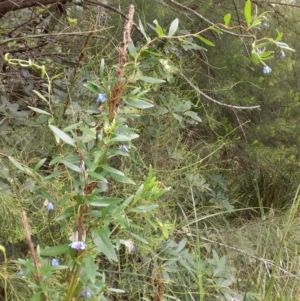 Billardiera fusiformis at Bawley Point, NSW - 3 Jan 2019 11:14 AM