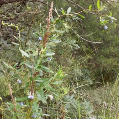 Billardiera fusiformis (Australian Bluebell) at Bawley Point, NSW - 3 Jan 2019 by GLemann