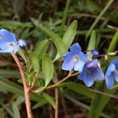 Billardiera fusiformis at Bawley Point, NSW - 3 Jan 2019