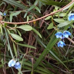 Billardiera fusiformis at Bawley Point, NSW - 3 Jan 2019