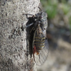 Atrapsalta furcilla (Southern Mountain Squeaker) at Stony Creek Nature Reserve - 11 Jan 2019 by KumikoCallaway