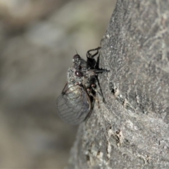 Atrapsalta furcilla at Carwoola, NSW - 12 Jan 2019 09:30 AM