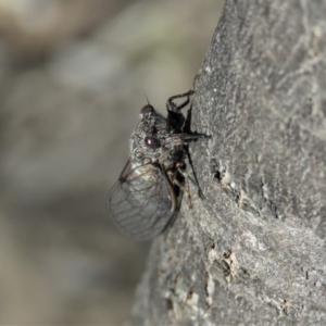 Atrapsalta furcilla at Carwoola, NSW - 12 Jan 2019