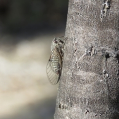 Atrapsalta furcilla at Carwoola, NSW - 12 Jan 2019