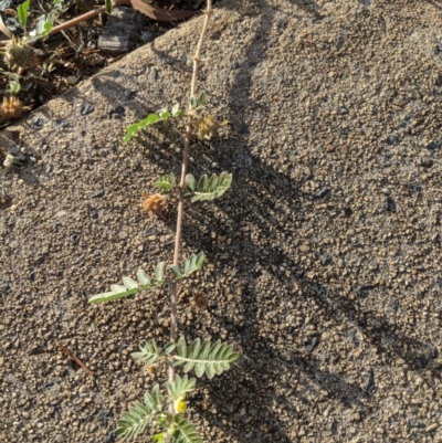 Tribulus terrestris (Caltrop, Cat-head) at Fyshwick, ACT - 16 Jan 2019 by Hazel353