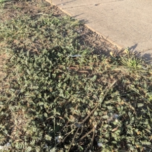 Tribulus terrestris at Fyshwick, ACT - 16 Jan 2019