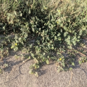 Tribulus terrestris at Fyshwick, ACT - 16 Jan 2019