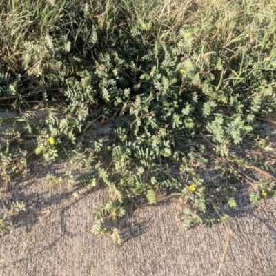 Tribulus terrestris (Caltrop, Cat-head) at Fyshwick, ACT - 15 Jan 2019 by Hazel353