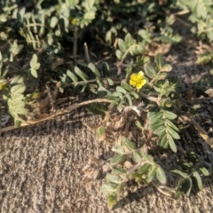 Tribulus terrestris at Fyshwick, ACT - 16 Jan 2019