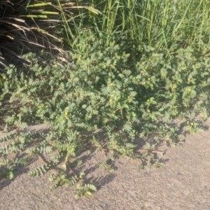 Tribulus terrestris at Fyshwick, ACT - 16 Jan 2019