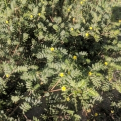 Tribulus terrestris at Fyshwick, ACT - 16 Jan 2019