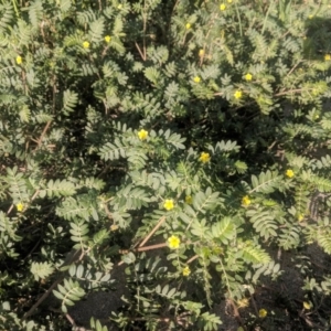 Tribulus terrestris at Fyshwick, ACT - 16 Jan 2019