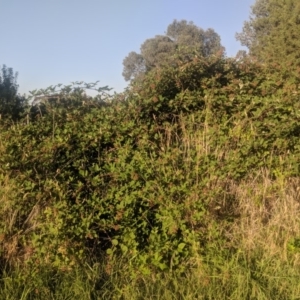 Rubus anglocandicans at Fyshwick, ACT - 16 Jan 2019 07:25 AM