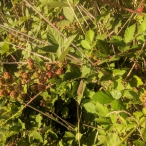 Rubus anglocandicans at Fyshwick, ACT - 16 Jan 2019