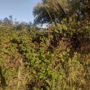 Rubus anglocandicans at Fyshwick, ACT - 16 Jan 2019 07:29 AM