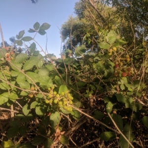 Rubus anglocandicans at Fyshwick, ACT - 16 Jan 2019