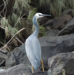 Egretta novaehollandiae (White-faced Heron) at Bullen Range - 18 Dec 2018 by michaelb