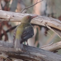 Oriolus sagittatus (Olive-backed Oriole) at Greenway, ACT - 18 Dec 2018 by michaelb