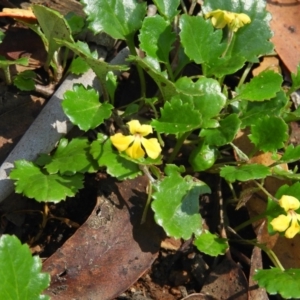 Goodenia hederacea subsp. alpestris at Tennent, ACT - 9 Jan 2019