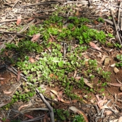 Goodenia hederacea subsp. alpestris at Tennent, ACT - 9 Jan 2019