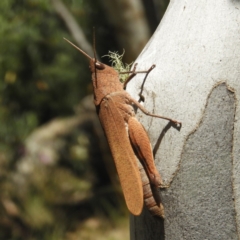 Goniaea opomaloides (Mimetic Gumleaf Grasshopper) at Namadgi National Park - 9 Jan 2019 by MatthewFrawley