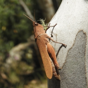 Goniaea opomaloides at Tennent, ACT - 9 Jan 2019 12:44 PM