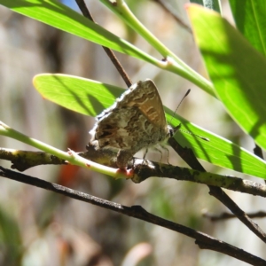 Neolucia agricola at Paddys River, ACT - 9 Jan 2019