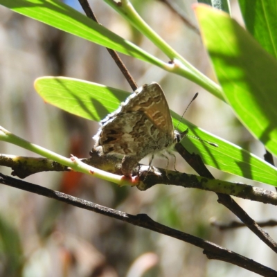 Neolucia agricola (Fringed Heath-blue) at Gibraltar Pines - 9 Jan 2019 by MatthewFrawley