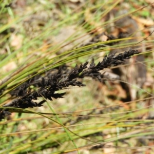 Gahnia subaequiglumis at Paddys River, ACT - 9 Jan 2019