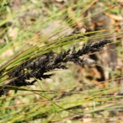 Gahnia subaequiglumis at Paddys River, ACT - 9 Jan 2019