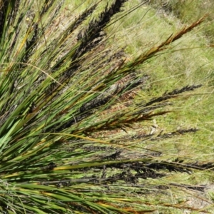 Gahnia subaequiglumis at Paddys River, ACT - 9 Jan 2019 01:26 PM