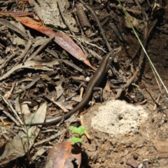 Pseudemoia entrecasteauxii (Woodland Tussock-skink) at Namadgi National Park - 9 Jan 2019 by MatthewFrawley