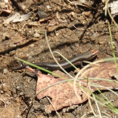 Pseudemoia entrecasteauxii at Cotter River, ACT - 9 Jan 2019