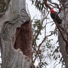 Callocephalon fimbriatum (Gang-gang Cockatoo) at GG149 - 5 Oct 2018 by roymcd