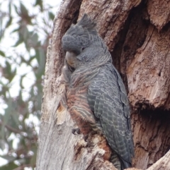 Callocephalon fimbriatum at Red Hill, ACT - suppressed