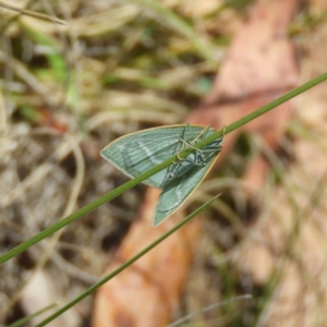 Euloxia meandraria at Tennent, ACT - 9 Jan 2019 01:05 PM