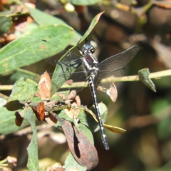 Eusynthemis guttata (Southern Tigertail) at Gibraltar Pines - 8 Jan 2019 by MatthewFrawley